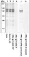 c-met antibody, GTX25669, GeneTex, Western Blot image 