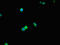 Deleted in bladder cancer protein 1 homolog antibody, orb23507, Biorbyt, Immunofluorescence image 