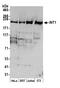 Integrator Complex Subunit 1 antibody, A300-361A, Bethyl Labs, Western Blot image 
