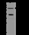 L-amino-acid oxidase antibody, 201275-T32, Sino Biological, Western Blot image 