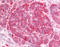 INSR antibody, TA341131, Origene, Immunohistochemistry frozen image 