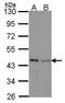 Isovaleryl-CoA dehydrogenase, mitochondrial antibody, PA5-22342, Invitrogen Antibodies, Western Blot image 