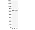 VGF Nerve Growth Factor Inducible antibody, R31090, NSJ Bioreagents, Western Blot image 