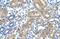 Transmembrane Protein 8B antibody, NBP1-60075, Novus Biologicals, Immunohistochemistry frozen image 