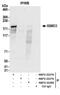 RNA Binding Motif Protein 33 antibody, NBP2-22278, Novus Biologicals, Immunoprecipitation image 