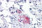 Stromal Interaction Molecule 1 antibody, MBS245849, MyBioSource, Immunohistochemistry frozen image 