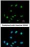 ElaC Ribonuclease Z 1 antibody, PA5-31106, Invitrogen Antibodies, Immunofluorescence image 