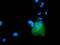 Rho GTPase Activating Protein 25 antibody, TA501744, Origene, Immunofluorescence image 
