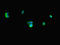 E3 ubiquitin ligase RNF4 antibody, LS-C679338, Lifespan Biosciences, Immunofluorescence image 