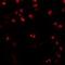 RWD Domain Containing 3 antibody, orb75279, Biorbyt, Immunofluorescence image 