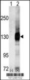 CASK antibody, TA302217, Origene, Western Blot image 