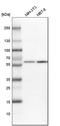 Nucleoporin 54 antibody, HPA035929, Atlas Antibodies, Western Blot image 