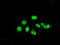 Mitogen-Activated Protein Kinase 1 antibody, LS-C114585, Lifespan Biosciences, Immunofluorescence image 