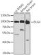 Discs Large MAGUK Scaffold Protein 4 antibody, GTX55760, GeneTex, Western Blot image 