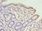 Sodium Channel And Clathrin Linker 1 antibody, A63386-100, Epigentek, Immunohistochemistry paraffin image 
