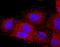 VEGF co-regulated chemokine 1 antibody, MAB4207, R&D Systems, Immunofluorescence image 
