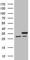 Small Nuclear Ribonucleoprotein Polypeptide B2 antibody, CF808091, Origene, Western Blot image 