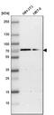 G3BP Stress Granule Assembly Factor 1 antibody, HPA004052, Atlas Antibodies, Western Blot image 