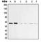 Vimentin antibody, LS-C353037, Lifespan Biosciences, Western Blot image 