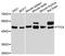 Tetratricopeptide repeat protein 5 antibody, LS-C748296, Lifespan Biosciences, Western Blot image 