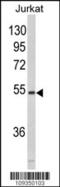 Microfibril Associated Protein 1 antibody, 60-439, ProSci, Western Blot image 