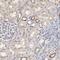 Macrophage Migration Inhibitory Factor antibody, HPA003868, Atlas Antibodies, Immunohistochemistry frozen image 