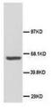 Abl Interactor 1 antibody, AP23406PU-N, Origene, Western Blot image 