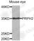 Peripherin 2 antibody, A3325, ABclonal Technology, Western Blot image 