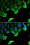 Heat shock protein HSP 90-alpha antibody, LS-C747550, Lifespan Biosciences, Immunofluorescence image 