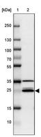 Vesicle Transport Through Interaction With T-SNAREs 1A antibody, PA5-62920, Invitrogen Antibodies, Western Blot image 