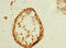 Cilia And Flagella Associated Protein 61 antibody, A58534-100, Epigentek, Immunohistochemistry paraffin image 