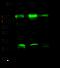 Nicastrin antibody, 11183-R019, Sino Biological, Western Blot image 