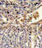 Apurinic/Apyrimidinic Endodeoxyribonuclease 2 antibody, LS-C156401, Lifespan Biosciences, Immunohistochemistry frozen image 