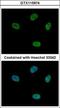Cyclin-dependent kinase 10 antibody, GTX115974, GeneTex, Immunofluorescence image 