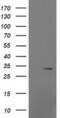 Mitochondrial Ribosomal Protein S2 antibody, MA5-25318, Invitrogen Antibodies, Western Blot image 