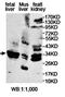 Ethylmalonyl-CoA Decarboxylase 1 antibody, orb78249, Biorbyt, Western Blot image 