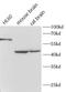 Cyclin A1 antibody, FNab10460, FineTest, Western Blot image 