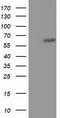 Kelch Like Family Member 2 antibody, TA501619, Origene, Western Blot image 