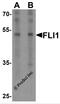 Filaggrin antibody, 7449, ProSci, Western Blot image 