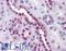 Serine/Threonine Kinase 33 antibody, LS-B4535, Lifespan Biosciences, Immunohistochemistry frozen image 