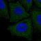 Limb And CNS Expressed 1 Like antibody, HPA063598, Atlas Antibodies, Immunocytochemistry image 