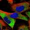 Stabilin 2 antibody, HPA026871, Atlas Antibodies, Immunofluorescence image 
