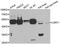 LSM11, U7 Small Nuclear RNA Associated antibody, A11132, Boster Biological Technology, Western Blot image 