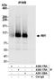 RNA polymerase-associated protein RTF1 homolog antibody, A300-179A, Bethyl Labs, Immunoprecipitation image 