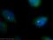 Proteasome Subunit Beta 5 antibody, 19178-1-AP, Proteintech Group, Immunofluorescence image 