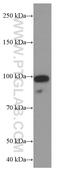 Ubiquitin Specific Peptidase 1 antibody, 66069-1-Ig, Proteintech Group, Western Blot image 