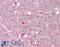 Neuronal PAS domain-containing protein 4 antibody, 42-711, ProSci, Enzyme Linked Immunosorbent Assay image 