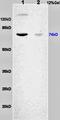 Kinesin Family Member C1 antibody, orb101014, Biorbyt, Western Blot image 
