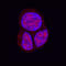 Ubiquitin-like protein FUBI antibody, MAB9036, R&D Systems, Immunocytochemistry image 