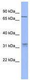 PR/SET Domain 8 antibody, TA345281, Origene, Western Blot image 